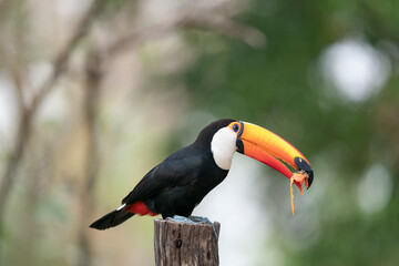 The Toco toucan (Ramphastos toco)