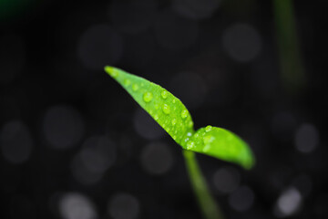 Macro closeup of isolated sprouting wet young green chili plant with water drops on brown growing soil