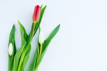 Three tulips on  white background. Place for your text.