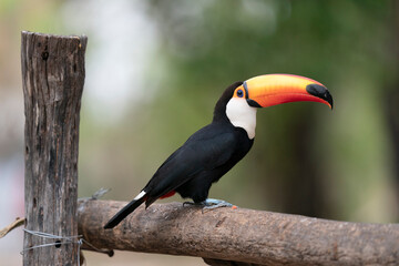 The Toco toucan (Ramphastos toco)