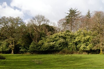 Beautiful and rare forests in the Killarney National Park. Ireland. Europe.