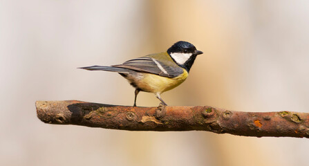 Great titmouse, tit bird, songbird sitting on the tree branch