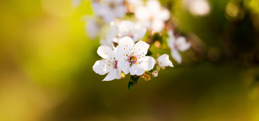 White easter or mothers day blossom, flower in spring, web banner with copy space