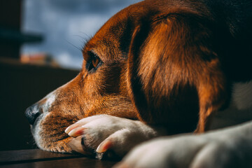 portrait of a dog