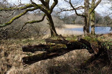 Trees at Lake Lough Leane in Killarney National Park. Ireland. Europe.