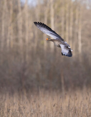 Greylag goose or graylag goose (Anser anser).