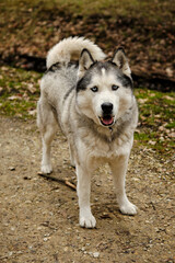 Obraz premium Pies siberian husky w czasie spaceru w parku.