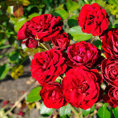 A red roses and blur background.