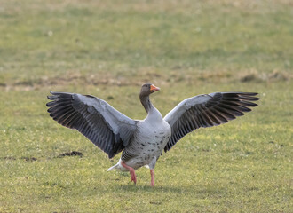 Greylag goose or graylag goose (Anser anser).