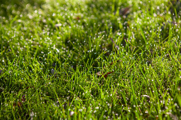Grass in the dew