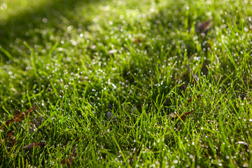 Grass in the dew