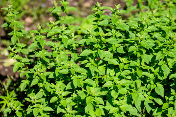 Many fresh vivid green leaves of Origanum vulgare, commonly known as Oregano, wild or sweet marjoram, in a herbs garden in a sunny summer day, beautiful outdoor floral background.