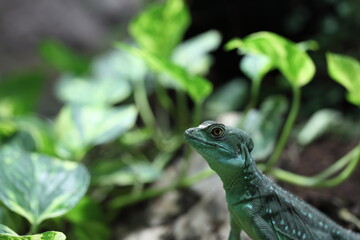Basiliscus plumifrons