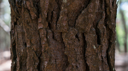 tree bark texture