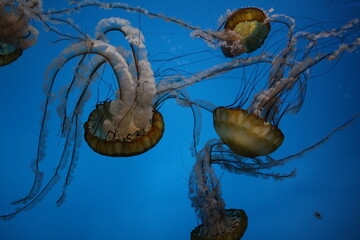 jelly fish in the aquarium