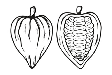 Vector outline hand drawn cocoa bean. Healthy food illustration in retro style. Chocolate food. Cocoa icon for brochures, banner, restaurant menu and market