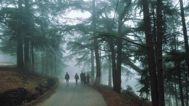 Group of people walking inside forest , in asphalt road , foggy weather , in chrea national park - algeria .