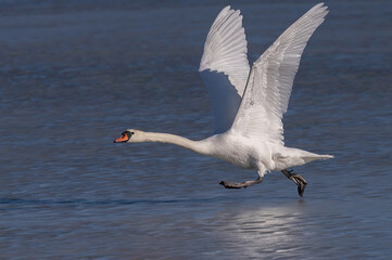 Mute swan starts its escape from a frozen lake in Sweden.