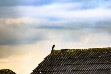 roof, sky, house, blue, architecture, chimney, building, red, home, tile, construction, brick, old, window, tiles, roofing, cloud, clouds, top, wood, detail, church, solar, structure, rooftop, magpie