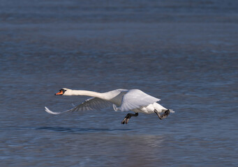 Fototapeta na wymiar Mute swan starts its escape from a frozen lake in Sweden.