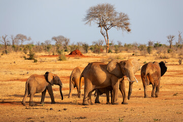 TSAVO EAST NATIONAL PARK, KENYA, AFRICA: Herd of African elephants and calf walking across the dry savannah with acacia tree in the late afternoon sun