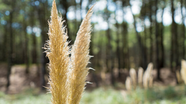 Cortaderia selloana. Cortadera. Grass. Forest. Plants. 
