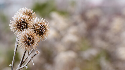 Last year thistle (carduus) flower covered in morning frost.