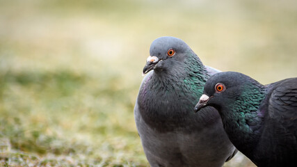 Close side profile of two rock doves (Columba livia)