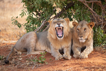 TSAVO EAST NATIONAL PARK, KENYA, AFRICA: Tsavo lions resting under the shade of a bush in the...