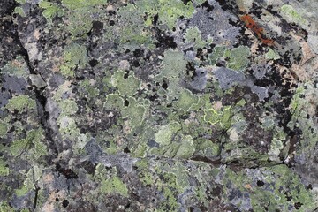 Map lichen in Norway