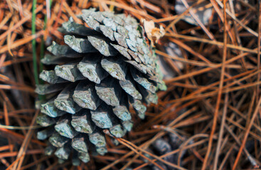 close up of pine cones. cone tree. pines. forest. tree.