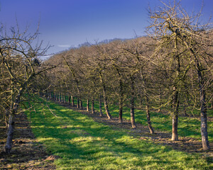 Normandy's orchard
