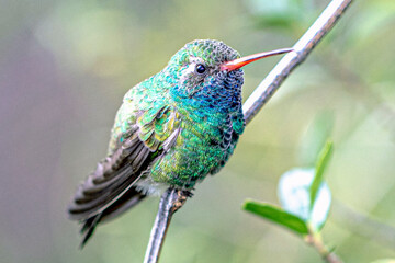 broadbill hummingbird on a branch