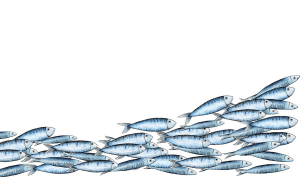 Peces nadando sobre fondo blanco, tipo sardinas, caballas o atunes. Ilustraci&oacute;n dibujada a mano