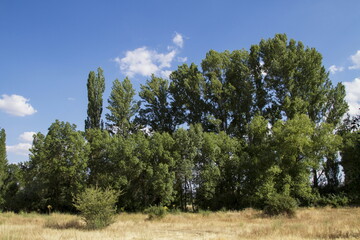 Landscape of trees with blue sky in the background