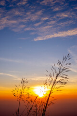 Flowers, sky and clouds clear and colorful background in the evening.