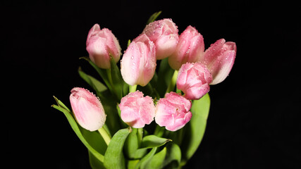Bright pink white colorful tulips flowers blooming on dark background