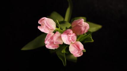 Naklejka na ściany i meble Bright pink white colorful tulips flowers blooming on dark background