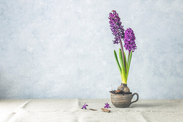 Bright claret colorful hyacinth flowers blooming
