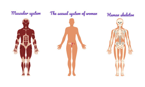 Main Human Body Systems with Muscular System and Human Skeleton Vector Set