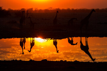 silhouette of giraffe in Etosha national park