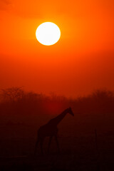silhouette of giraffe in Etosha national park