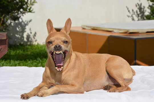 Little dog yawning on the sun lounger.
