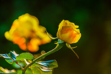 The Yellow Rose