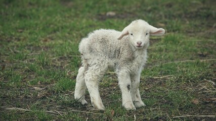 Lamm: "süßes Osterlamm mit Schlappohr"