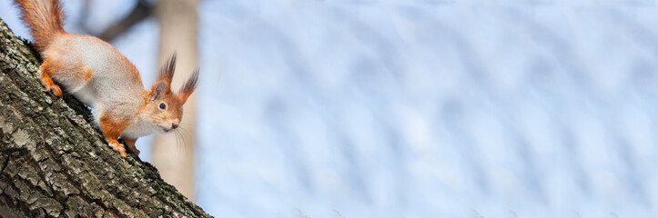 Squirrel in winter sits on a tree.