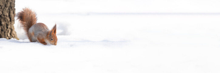 Squirrel in winter sits on a tree.