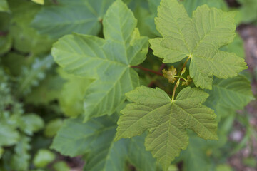 Young maple tree sprout in spring Alpine wood