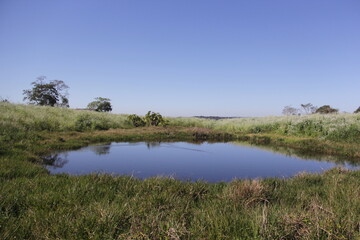 landscape with trees and water