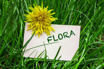 Flora